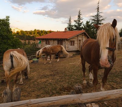 beautiful-horses-farm-during-daytime